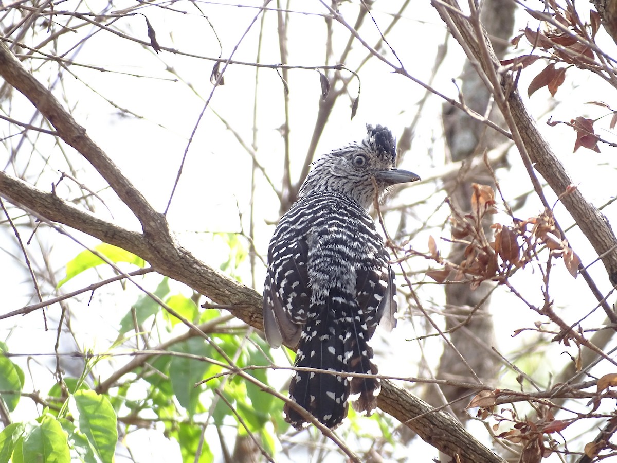Barred Antshrike (Barred) - ML642105345