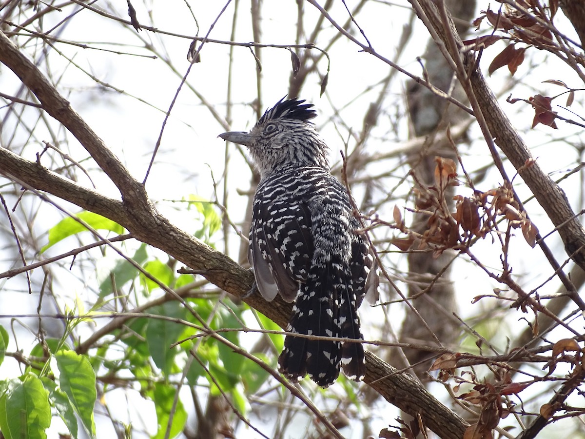 Barred Antshrike (Barred) - ML642105346