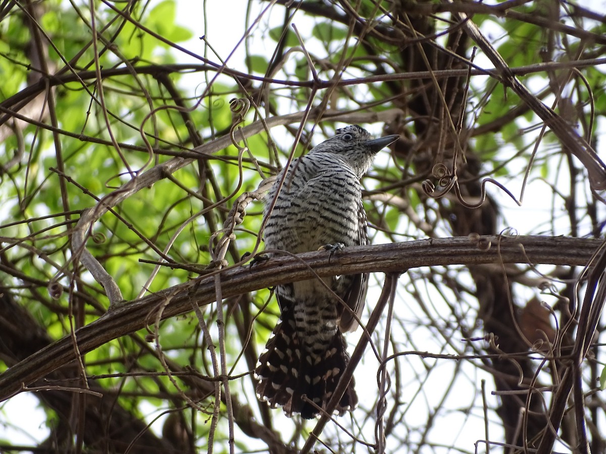 Barred Antshrike (Barred) - ML642105347