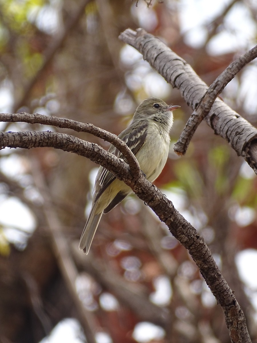 Yellow-bellied Elaenia - ML642105364