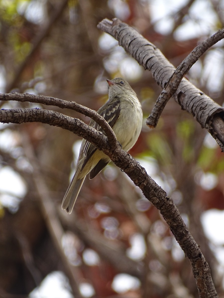 Yellow-bellied Elaenia - ML642105365