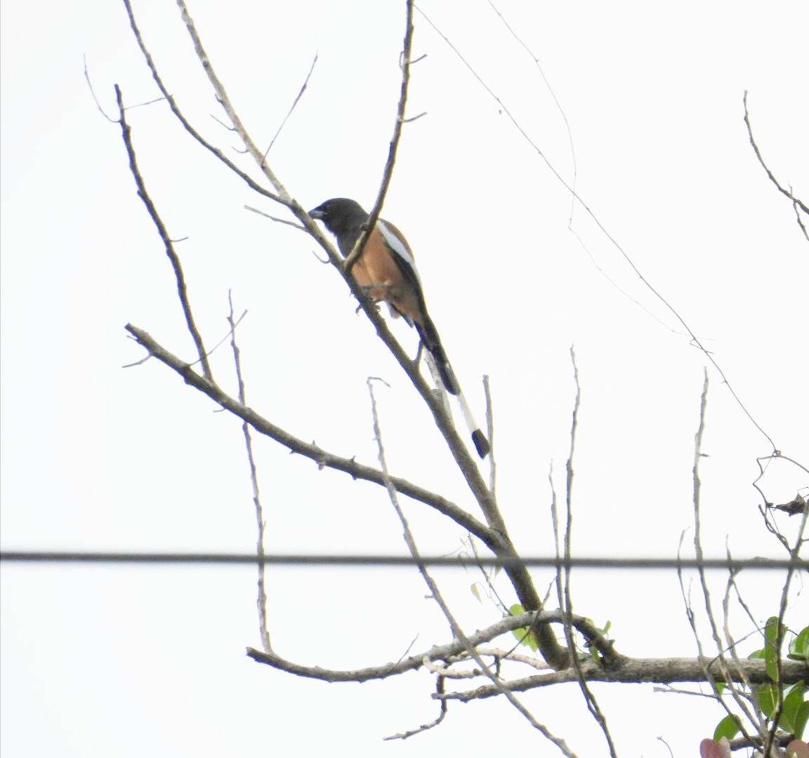 Rufous Treepie - ML642105371