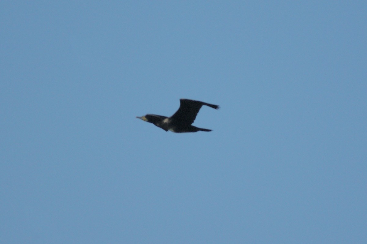 Great Cormorant - ML642105381