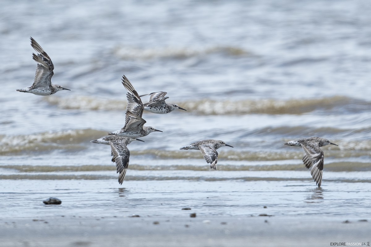 Great Knot - ML642105398