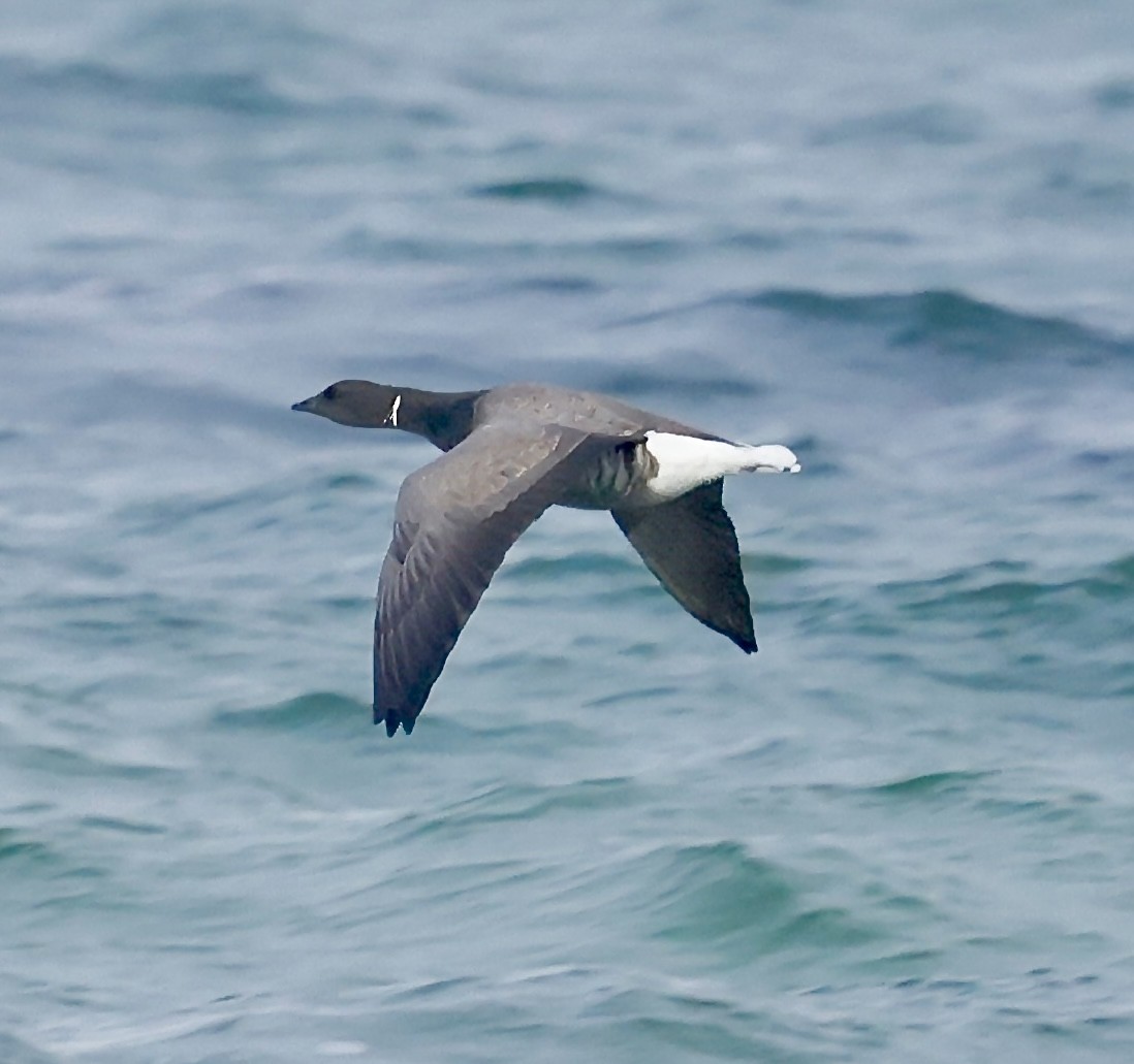 Brant (Dark-bellied) - ML642105419