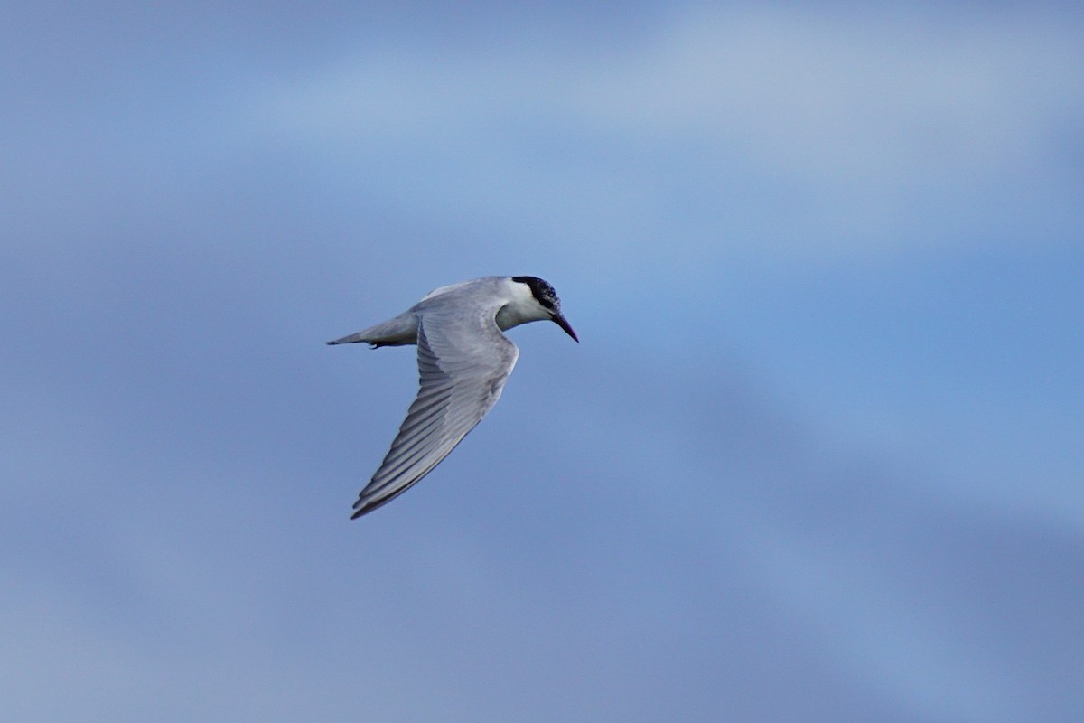 Whiskered Tern - ML642105470