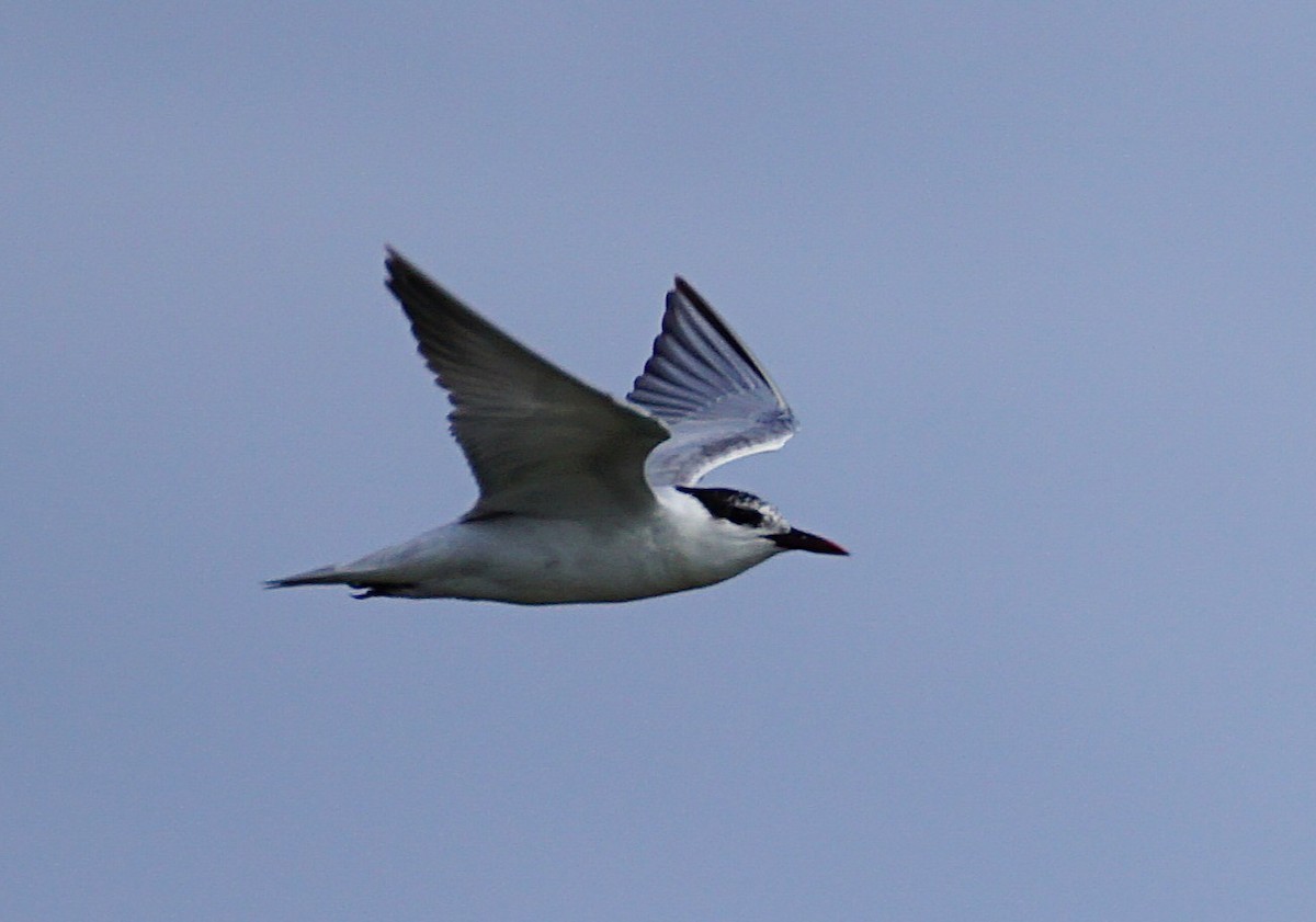 Whiskered Tern - ML642105472
