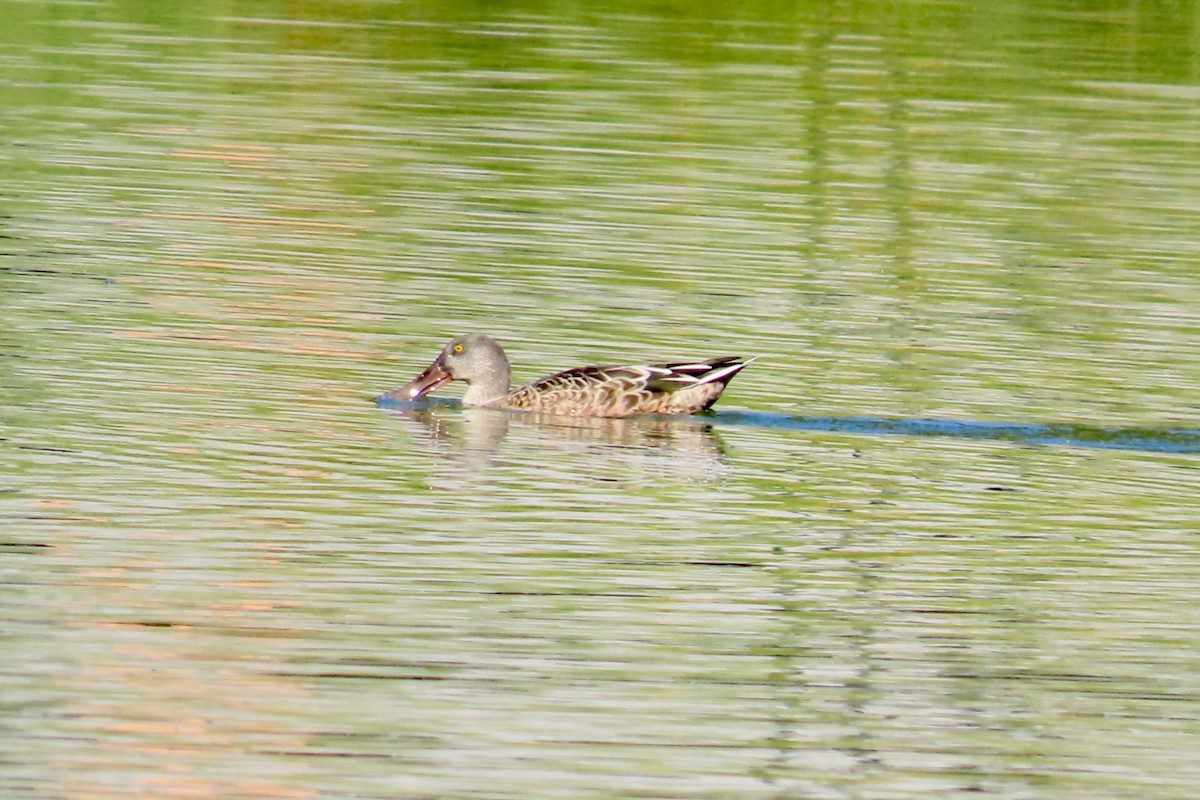 Northern Shoveler - ML642105478