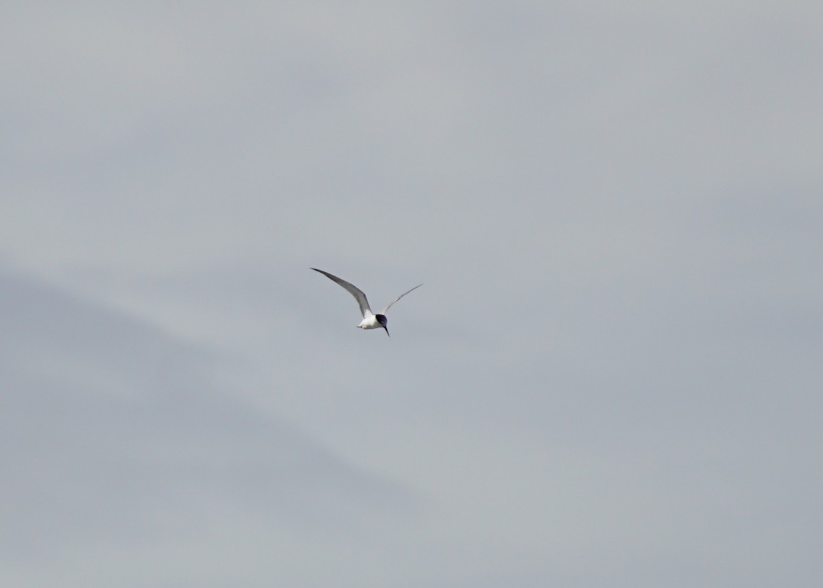 Whiskered Tern - ML642105484
