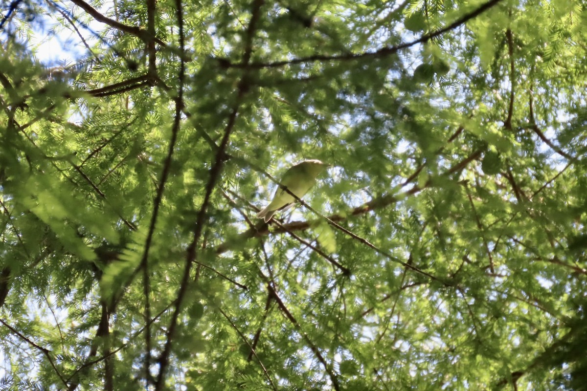 vireo sp. - ML642105488