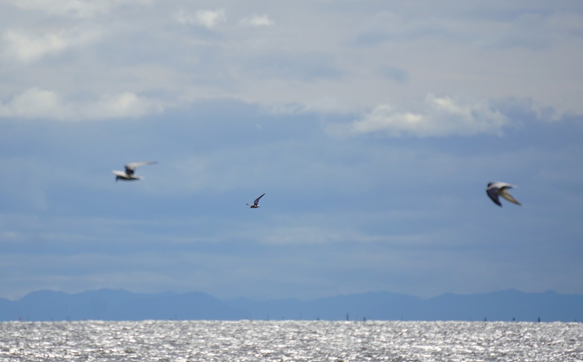Whiskered Tern - ML642105489