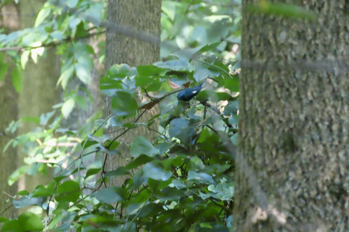 Black-throated Blue Warbler - ML642105499