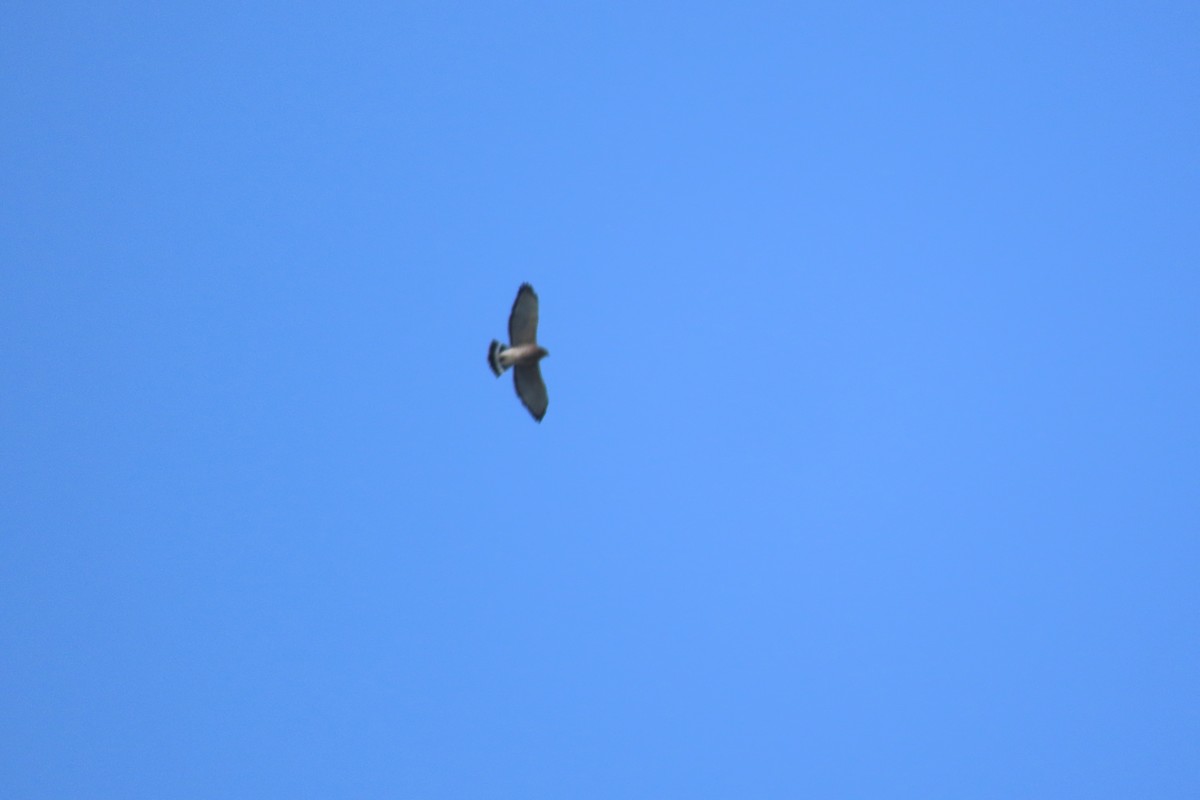 Broad-winged Hawk - ML642105506
