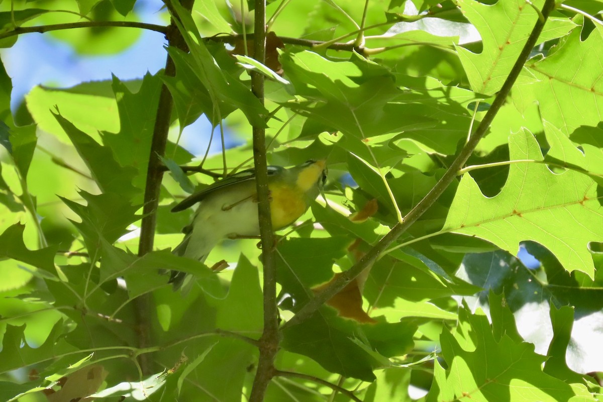 Northern Parula - ML642105515