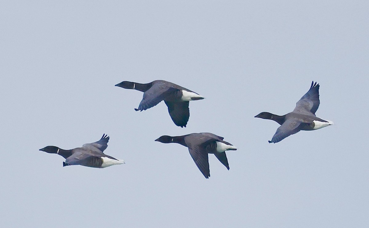 Brant (Dark-bellied) - ML642105517
