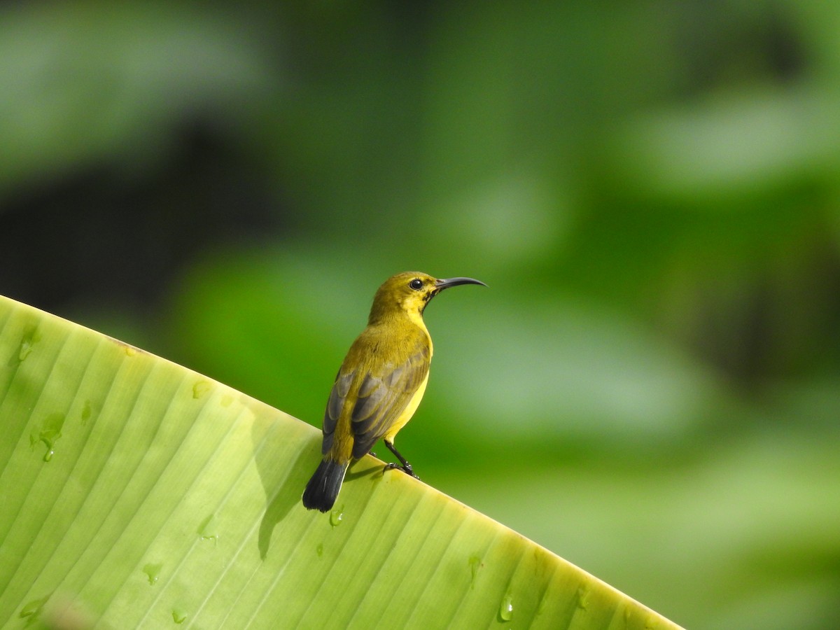 Ornate Sunbird - ML642105520