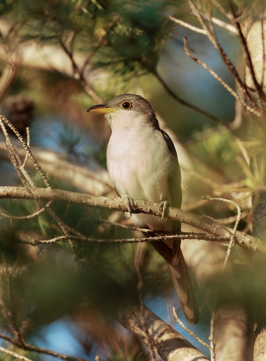 Yellow-billed Cuckoo - ML642105521