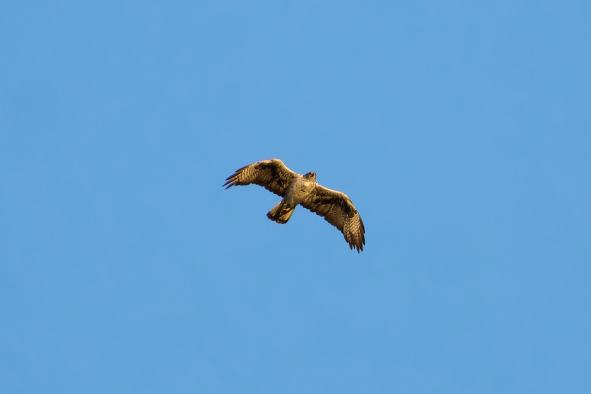 haukørn - ML642105546