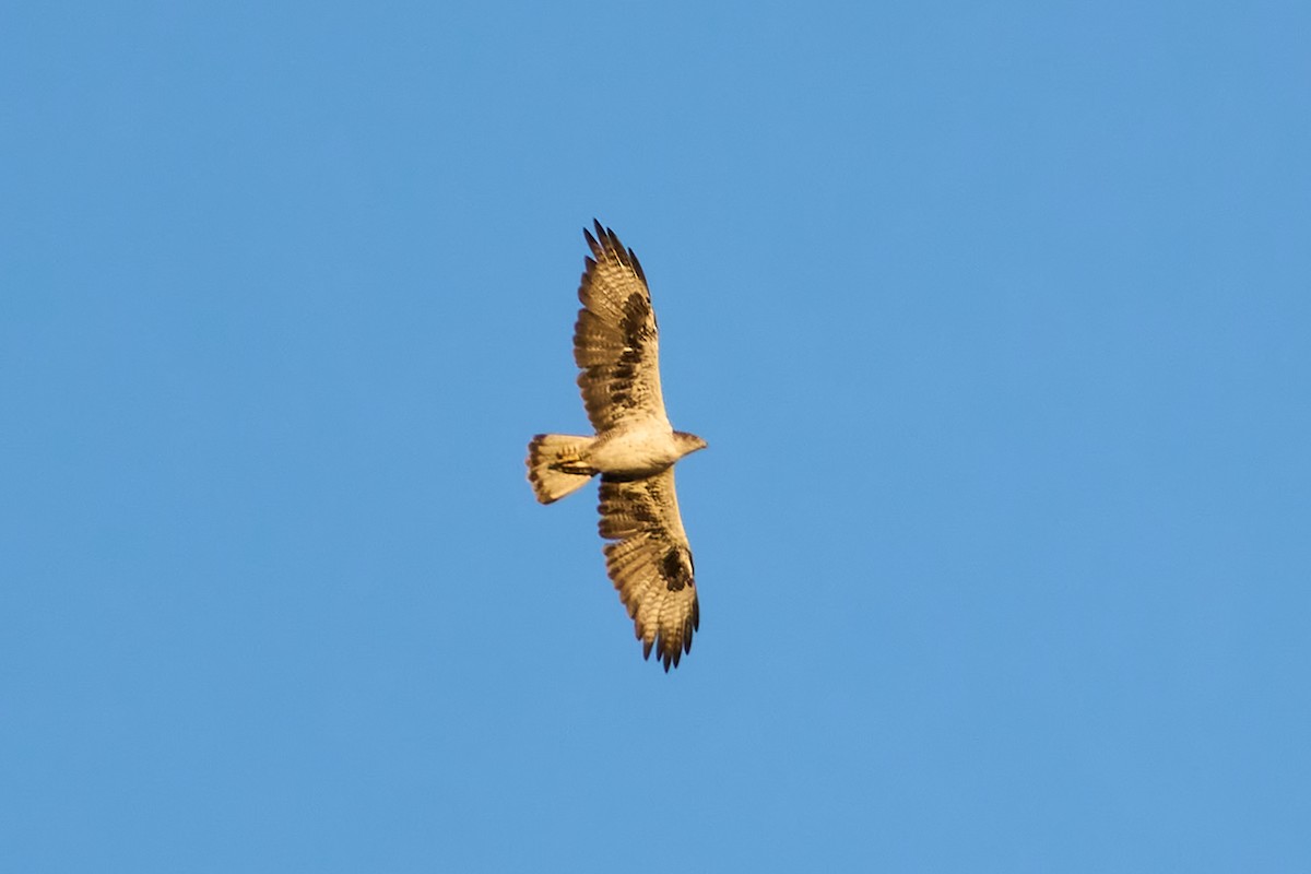 haukørn - ML642105547