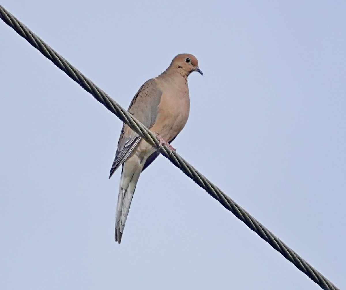 sørgedue - ML642105559
