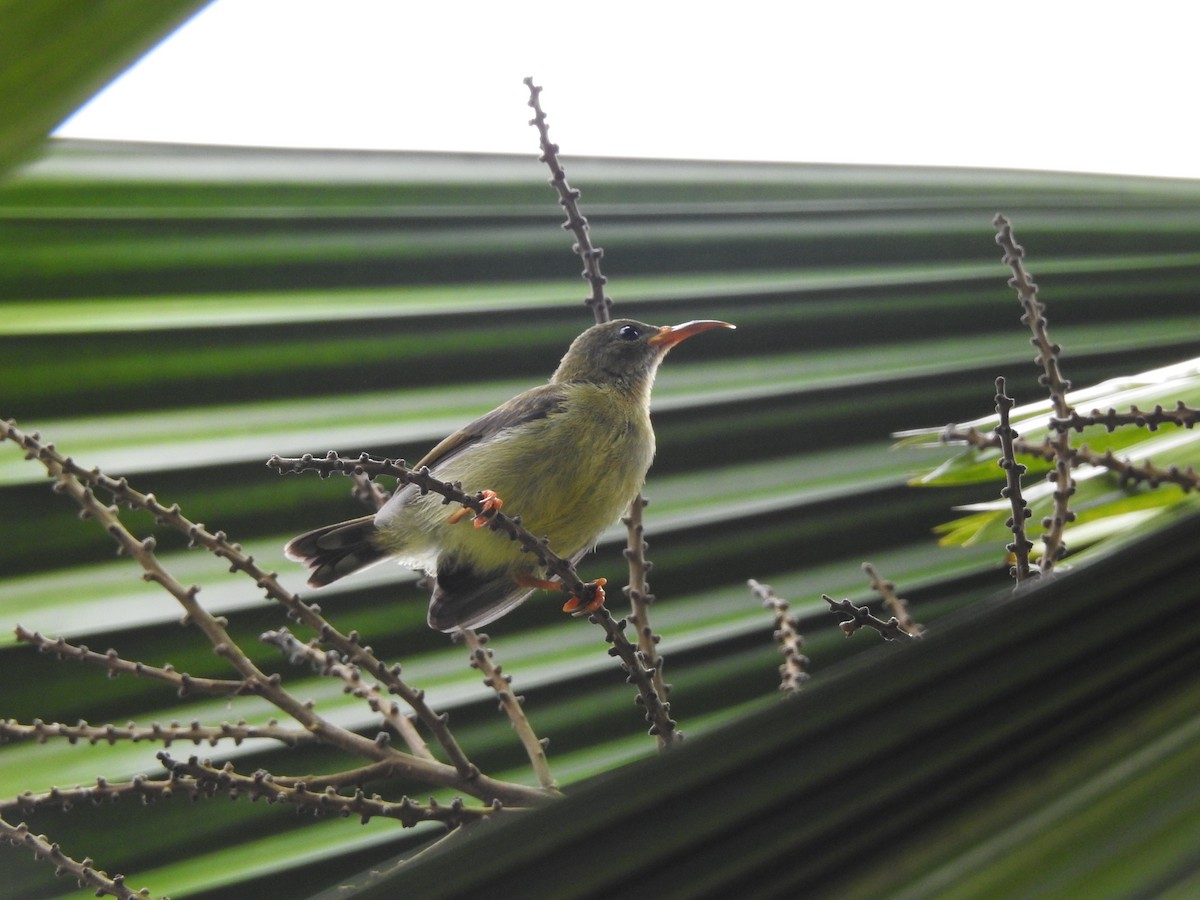 Ornate Sunbird - ML642105572