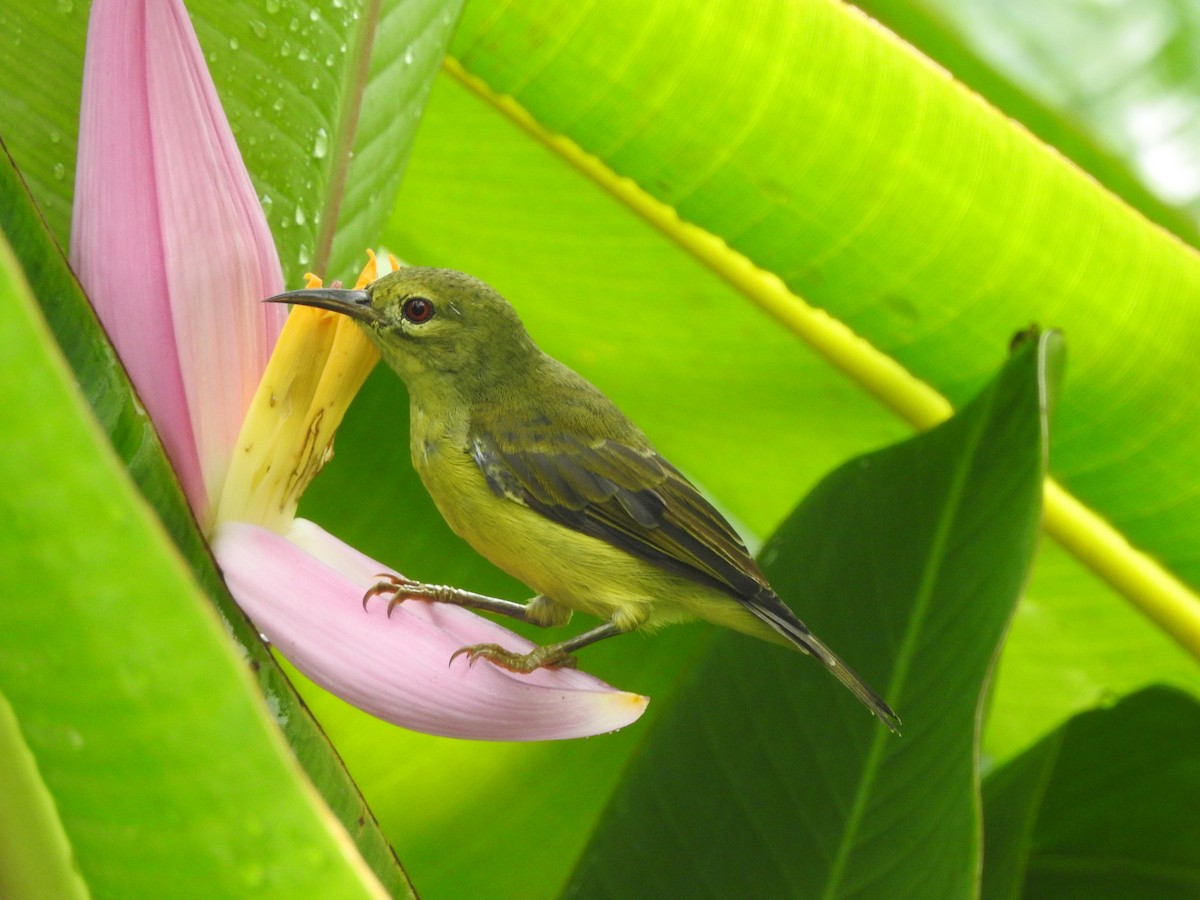 Brown-throated Sunbird - ML642105587
