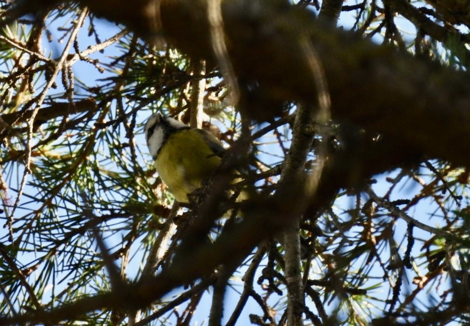 Eurasian Blue Tit - ML642105589