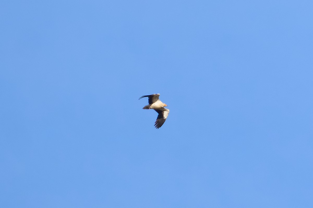 Egyptian Vulture - ML642105592