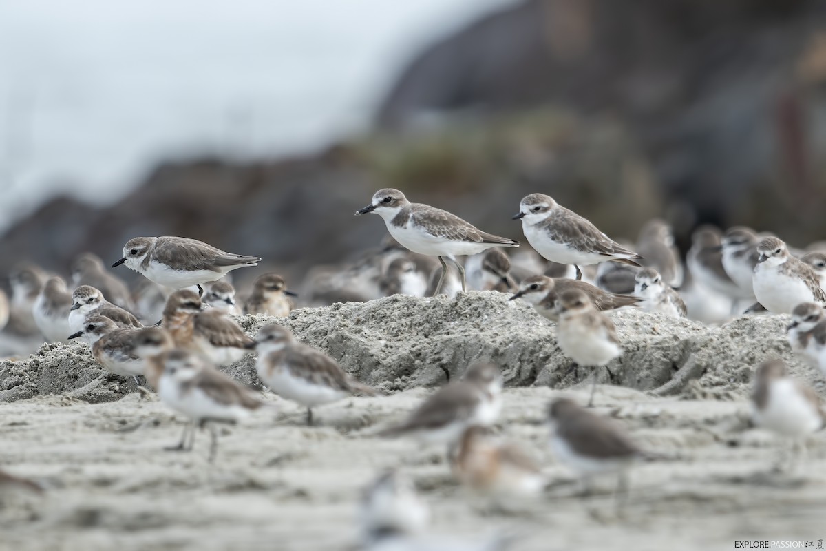 Greater Sand-Plover - ML642105594