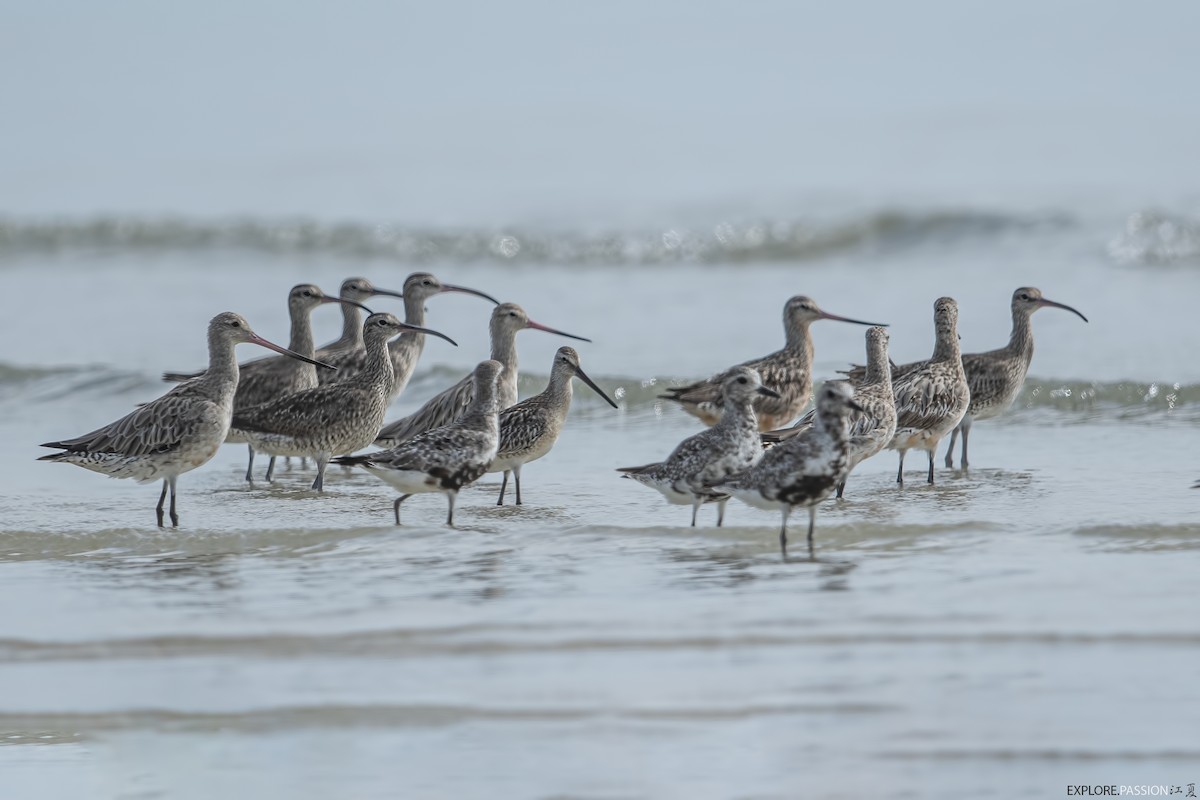 Asian Dowitcher - ML642105596