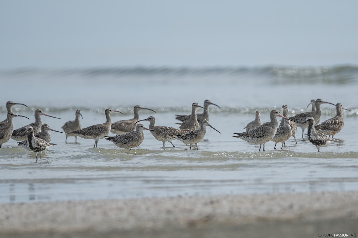 Asian Dowitcher - ML642105600