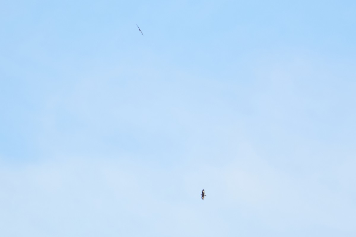 Golden Eagle - ML642105604