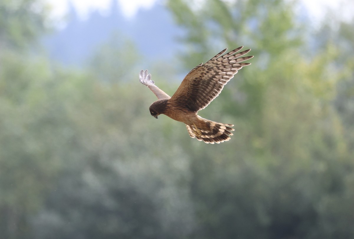 Northern Harrier - ML642105623