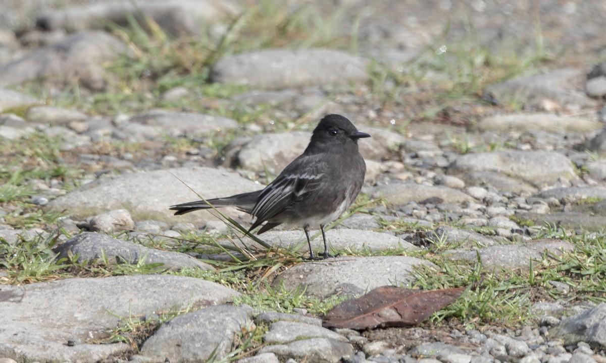 Black Phoebe - ML642105630