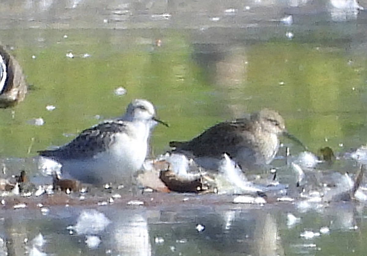 Sanderling - ML642105631