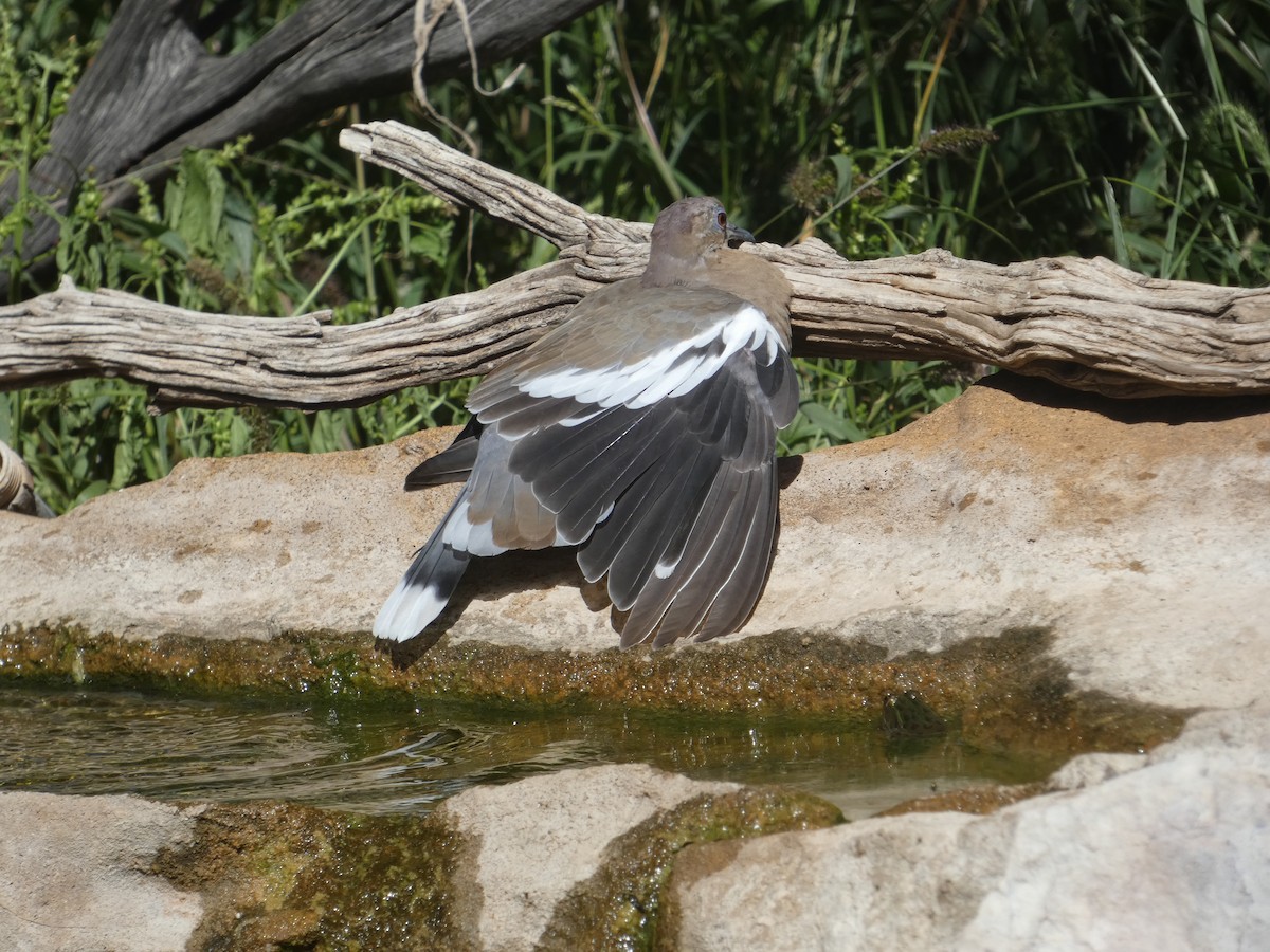 White-winged Dove - ML642105634