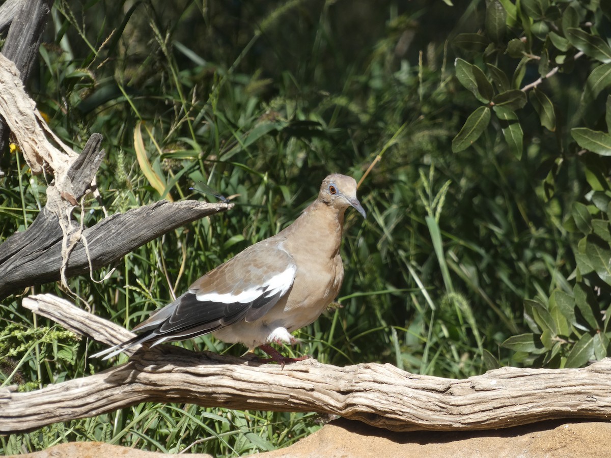 White-winged Dove - ML642105635