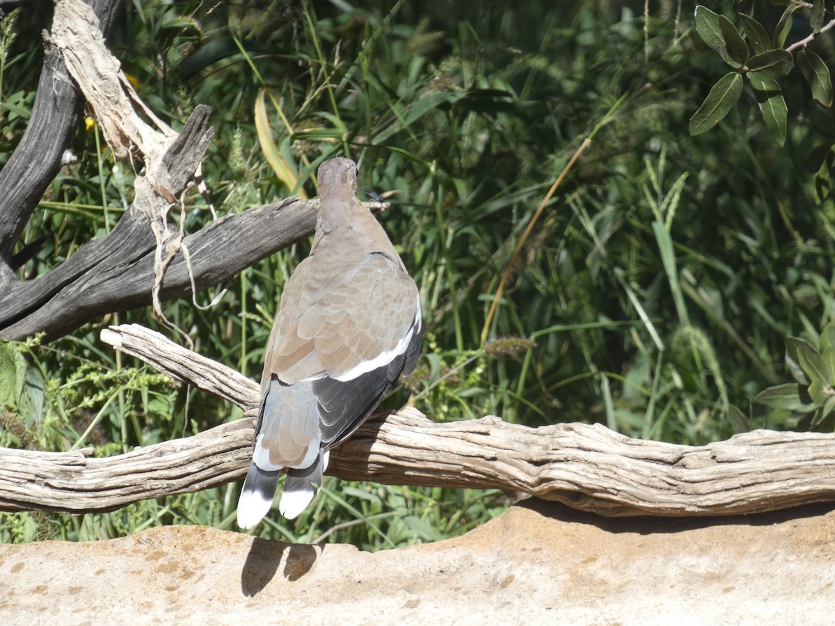 White-winged Dove - ML642105636