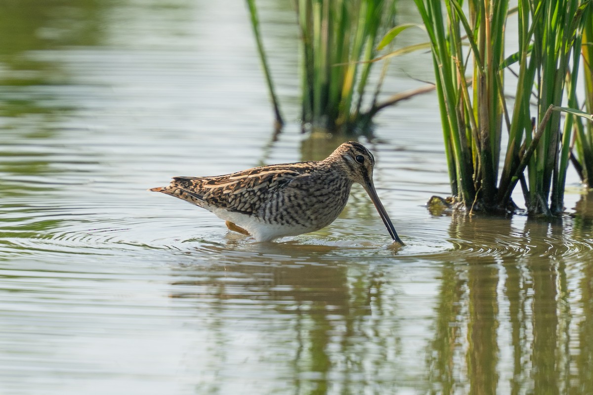 Common Snipe - ML642105665
