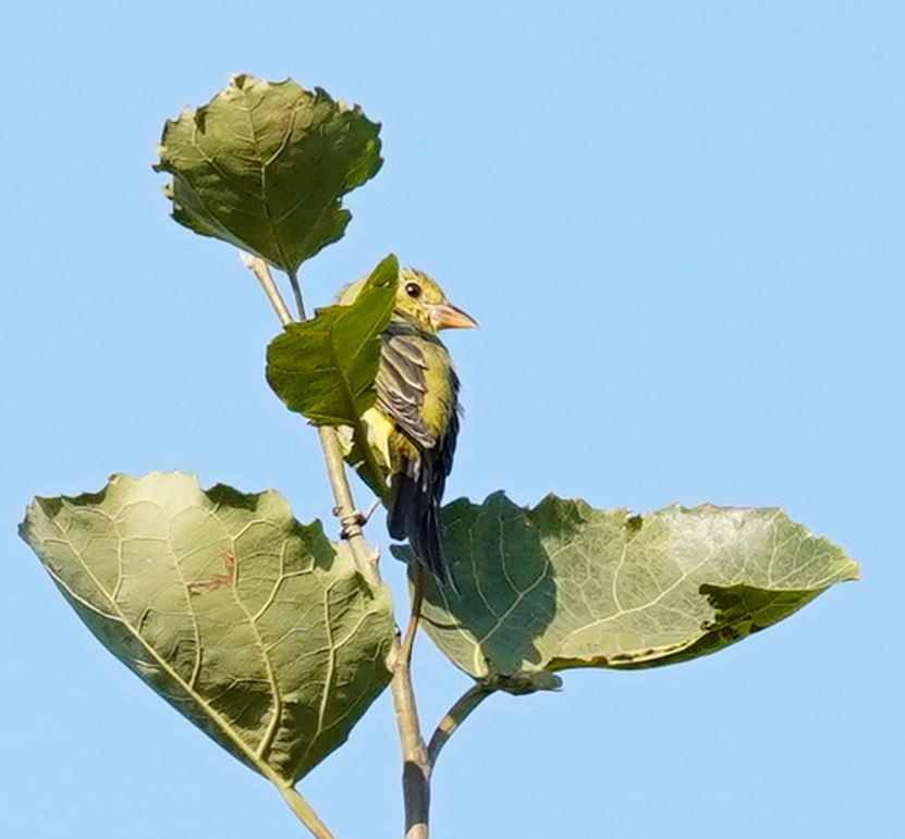 Scarlet Tanager - ML642105668