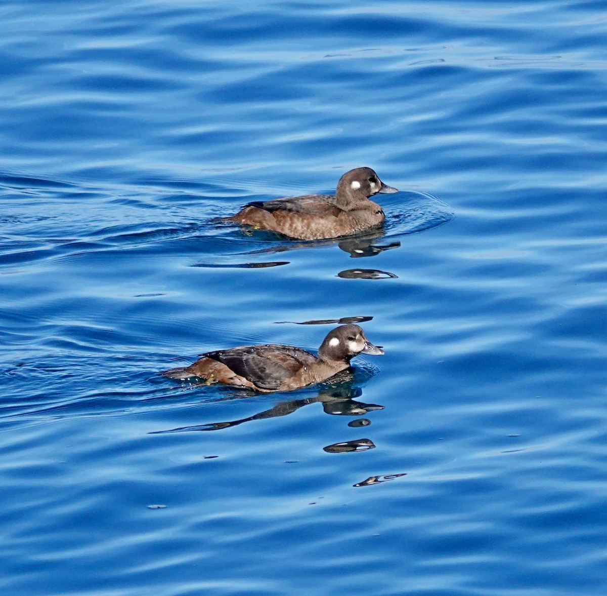 Harlequin Duck - ML642105673