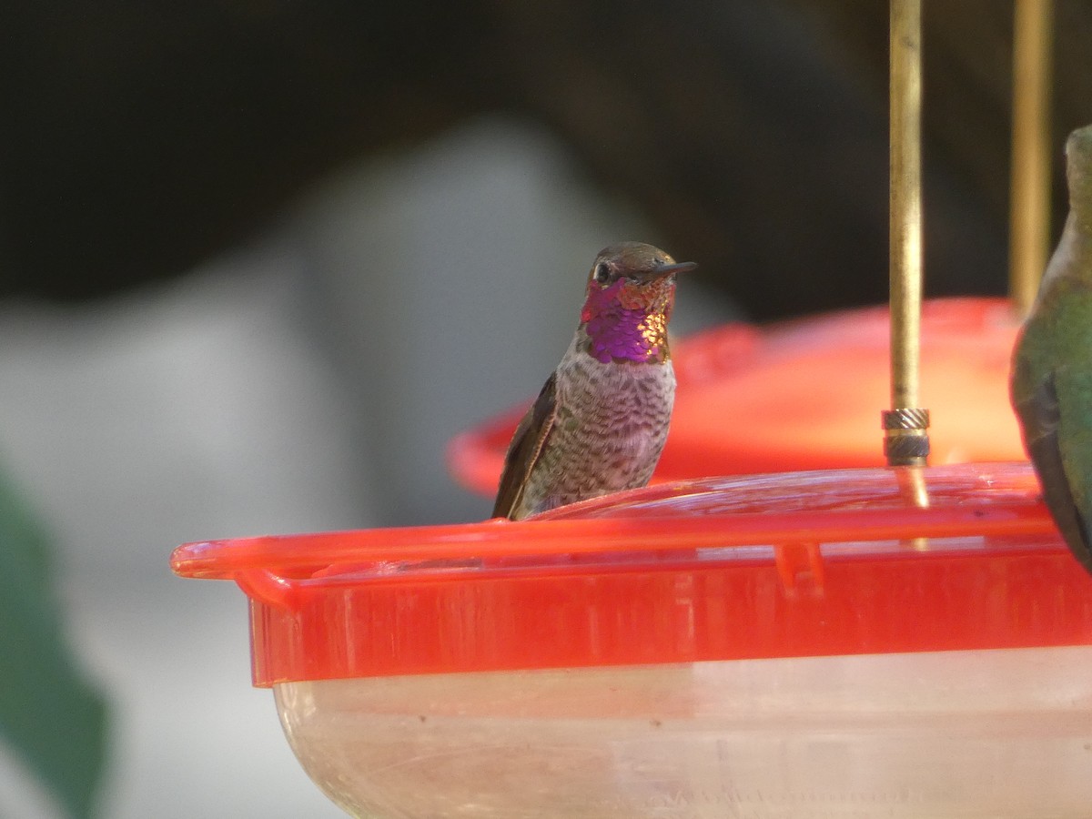 Anna's Hummingbird - ML642105689