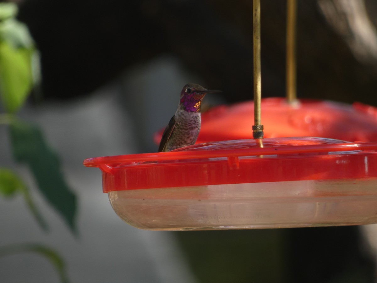 Anna's Hummingbird - ML642105690