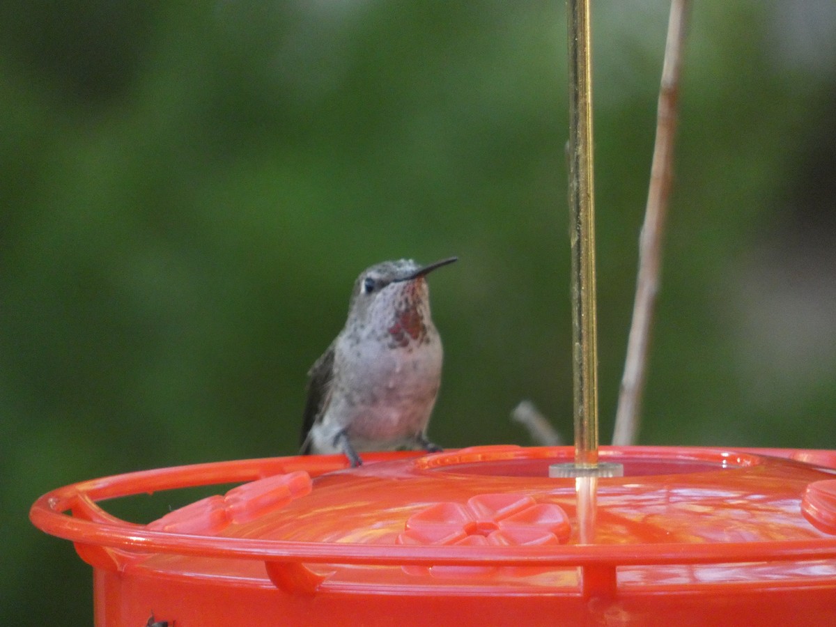 Anna's Hummingbird - ML642105691