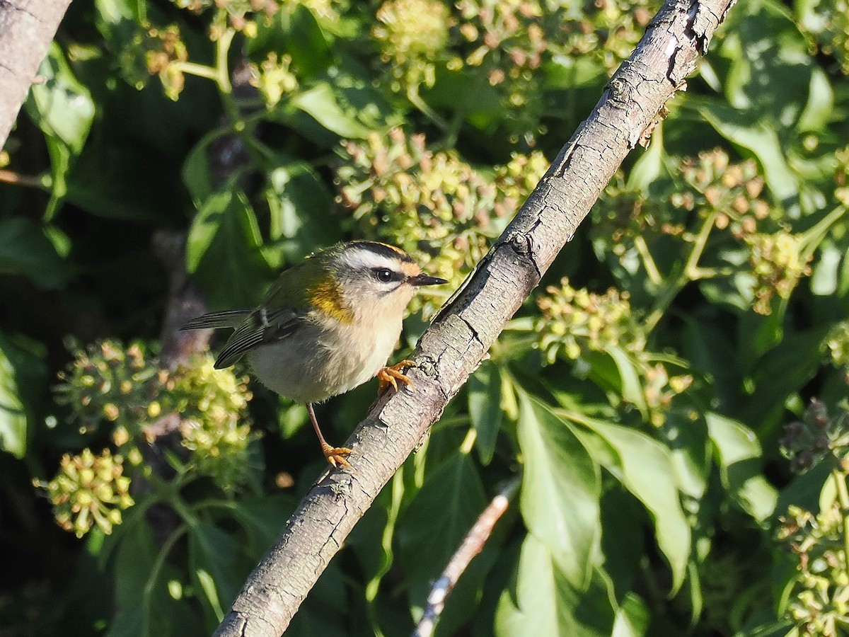 Common Firecrest - ML642105696
