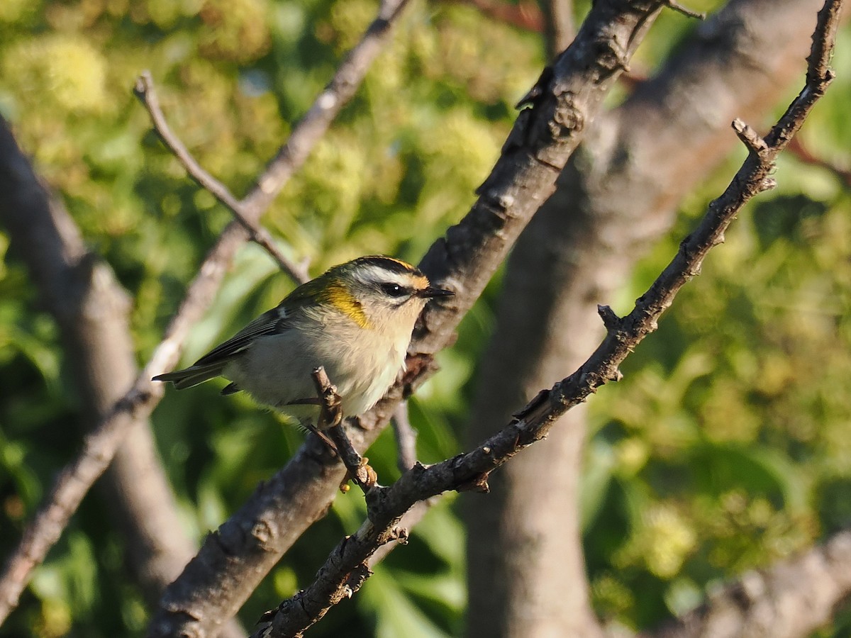 Common Firecrest - ML642105699