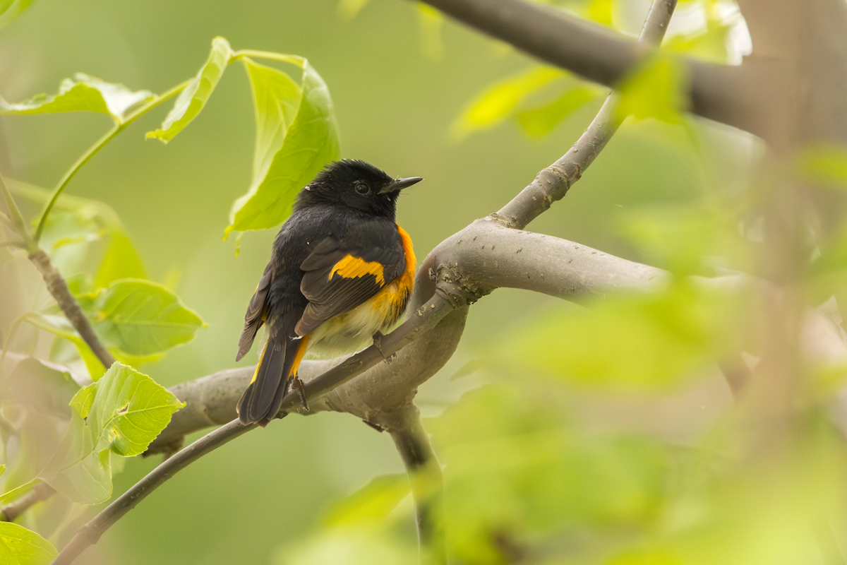 American Redstart - ML642105702
