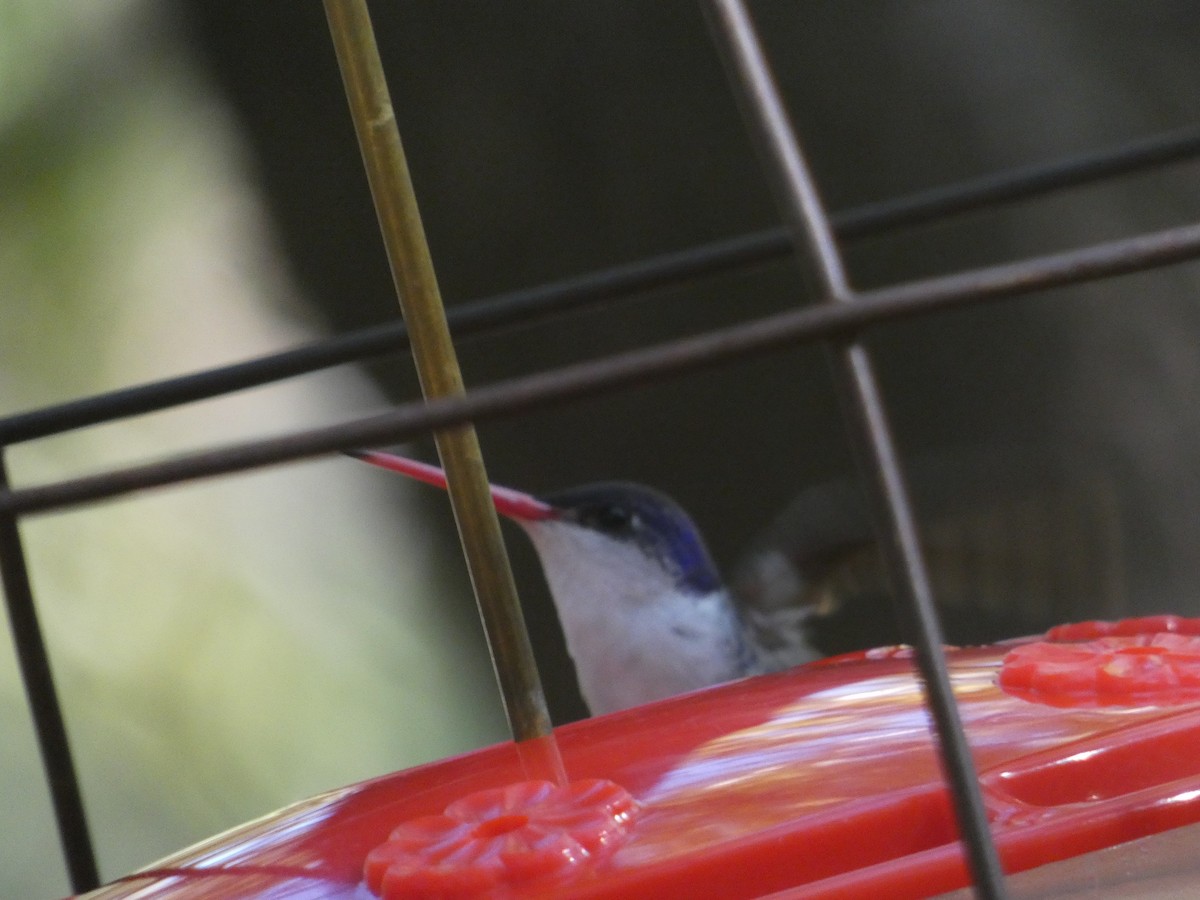 Violet-crowned Hummingbird - ML642105705