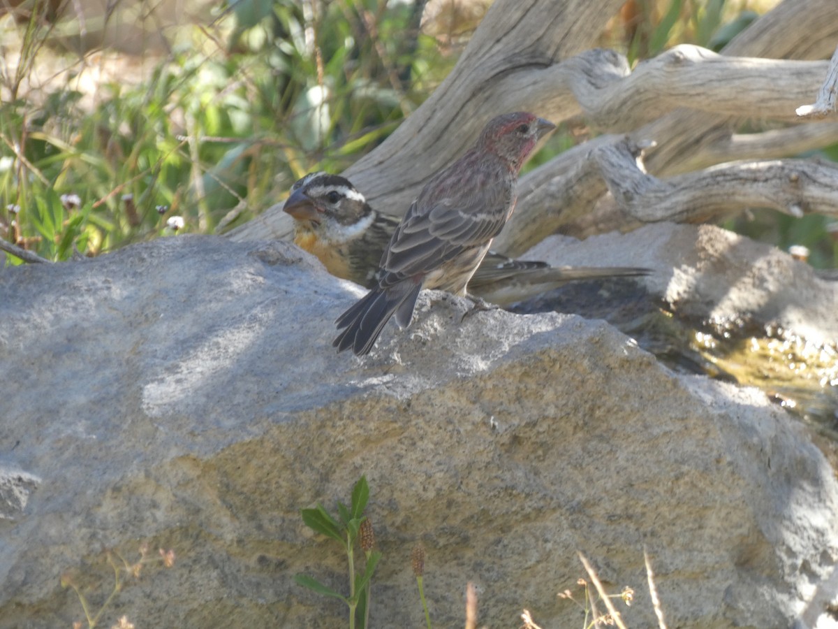 Black-headed Grosbeak - ML642105713