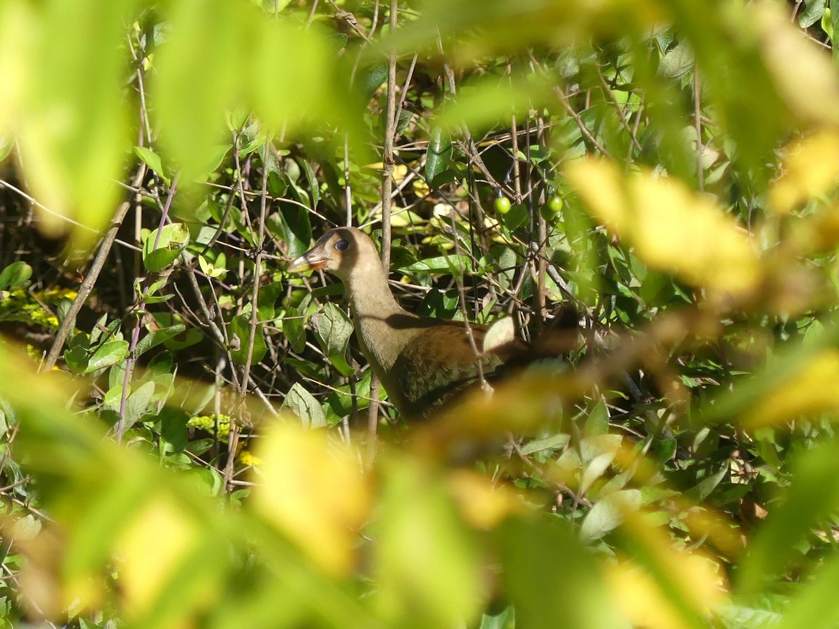 Purple Gallinule - ML642105720